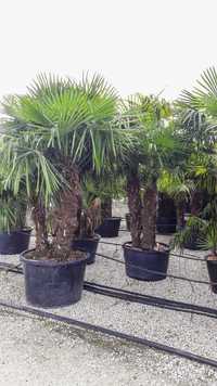 Plante exotice de interior si exterior ( palmieri, maslini,leandru etc