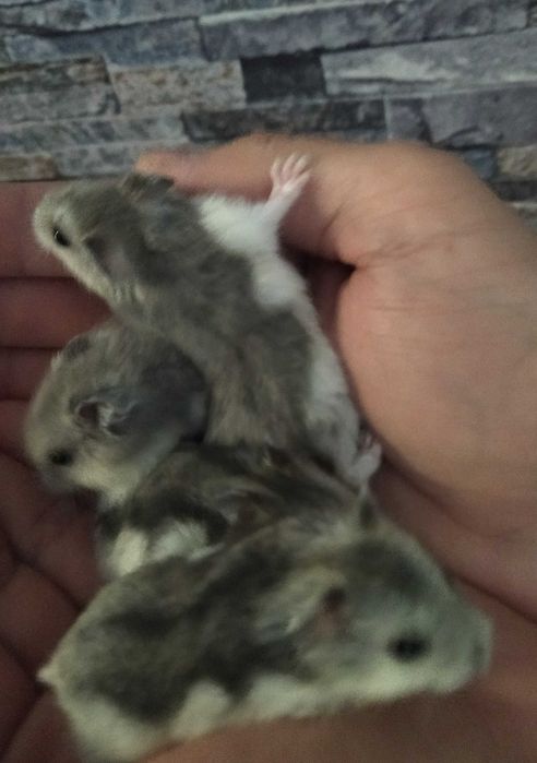 Hamsteri deosebiți diverse culori pui foarte blânzi si cuminți