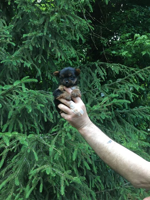 Супер Мини Йорки Доставка