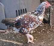 cocosei din rasa de gaini Sussex Portelan 9 saptamani