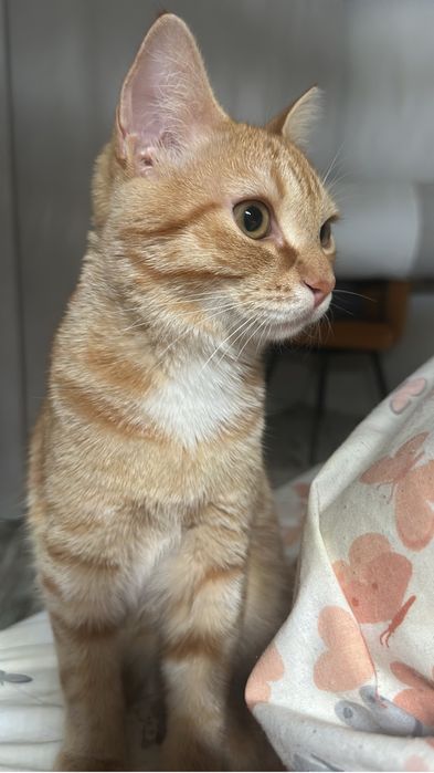 Отдам кота 7 мес