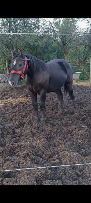 Vând mânză neagră