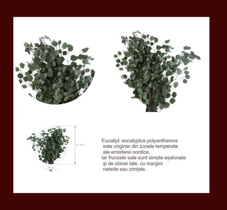 Plante stabilizate ,pentru decor tablouri si pereti vegetali