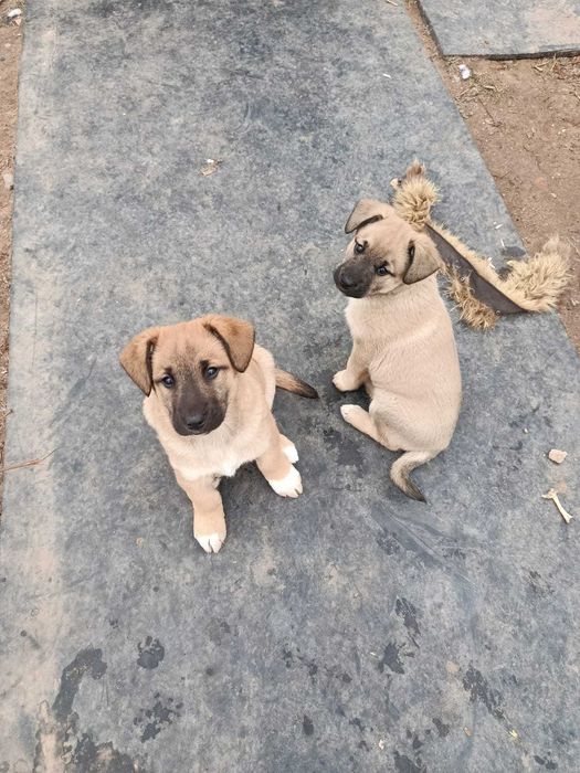 Щенки, 1,5 месяца