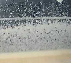 Culturi matura Microviermi, Grindal HRANA VIE pentru PESTI