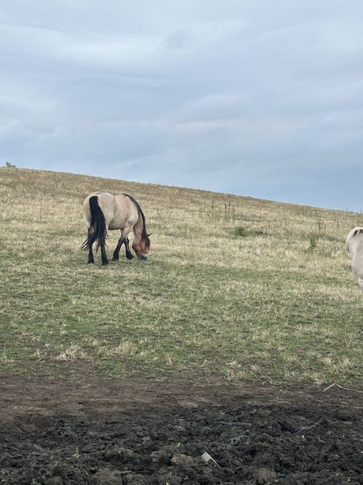 Vând iapă de 7 ani si o manza de 2 ani