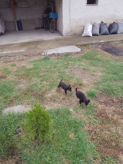 Продавам пинчери женски Койнаре плевенско