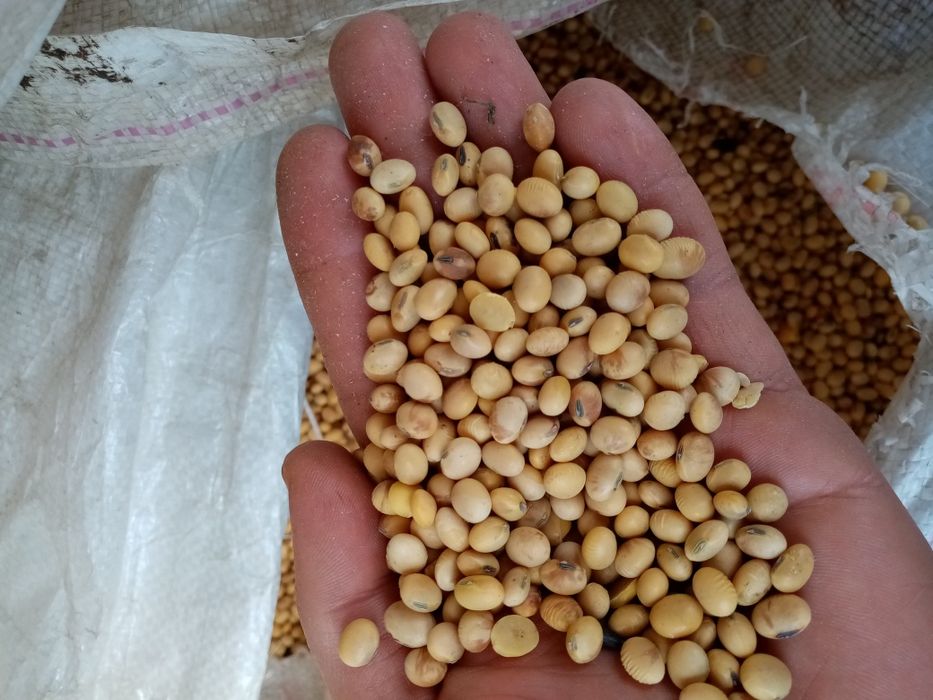 Vand soia recolta 2025!