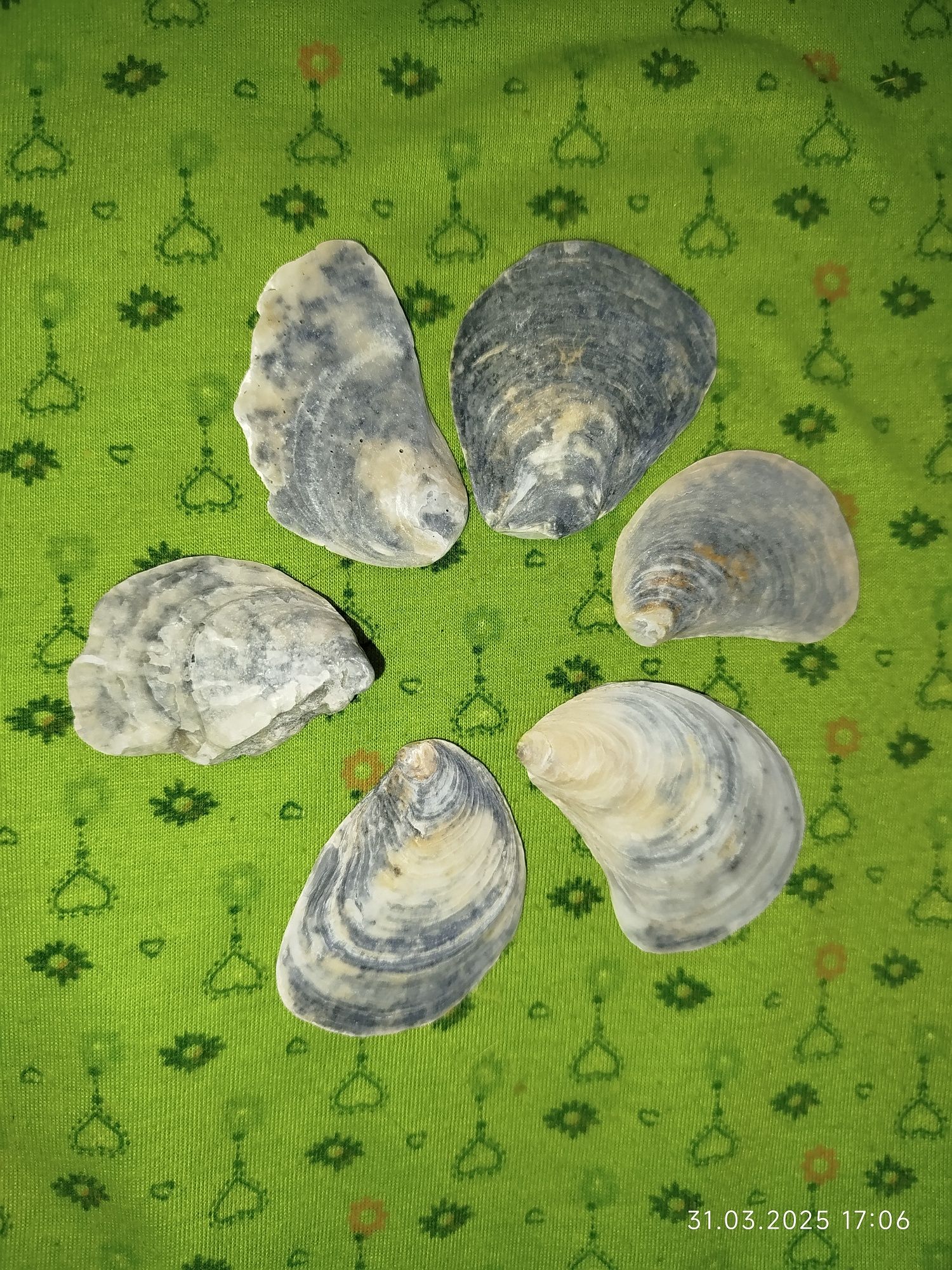 Ракушки натуральные из морей