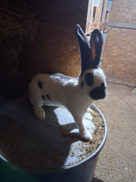 Femela fluture german