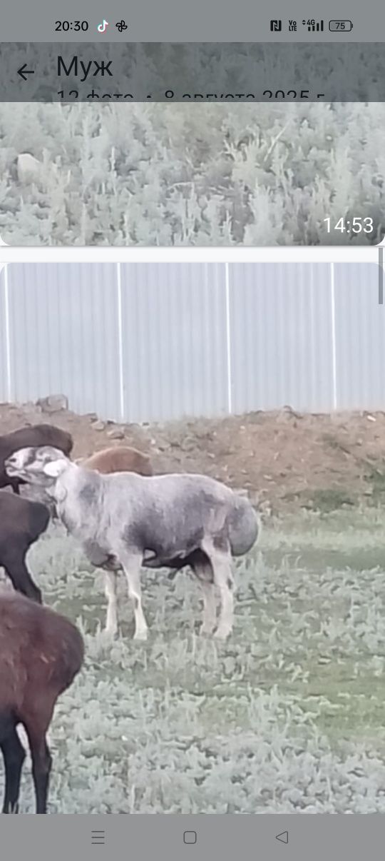 Продается кошкар