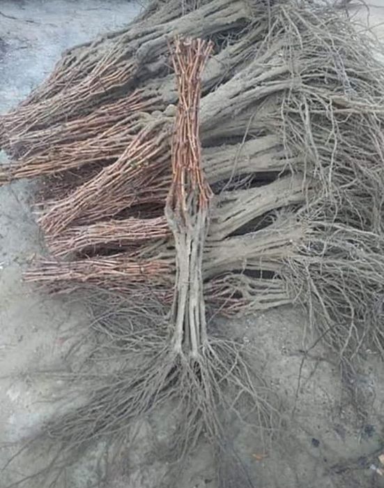 Butasi vita de vie direct de la producător