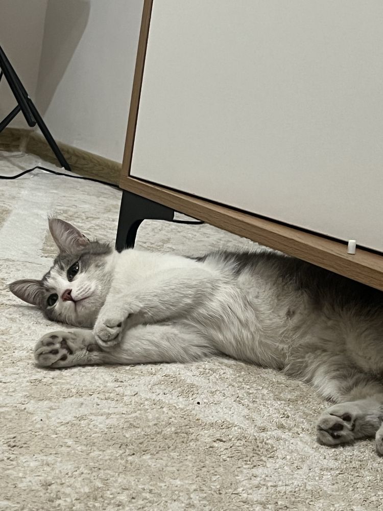 Котик в добрые руки