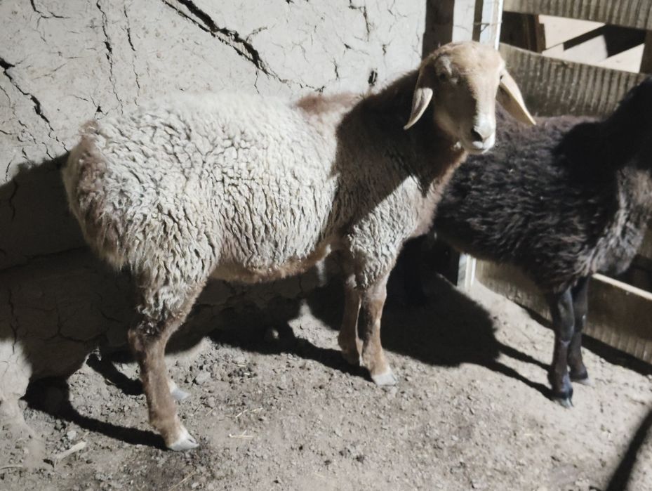 Qo'zi qo'chqor sotiladi