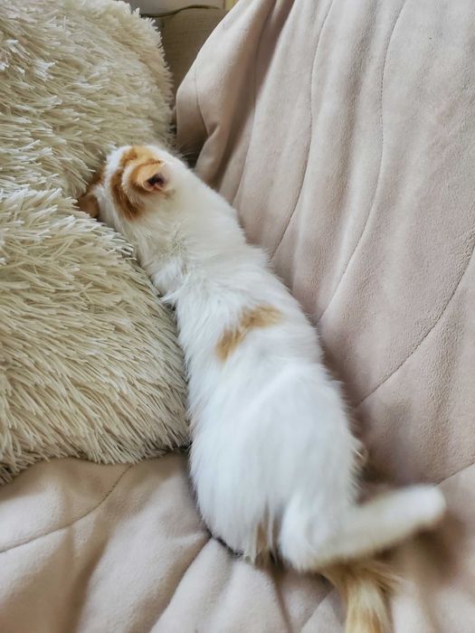 Очарователно рижо-бяло котенце търси дом.