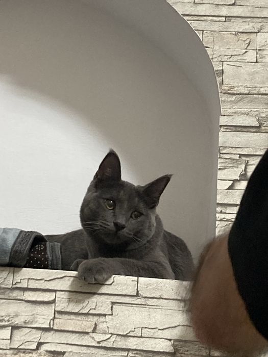 Продается Кот полупародистый. 11 месяцев.