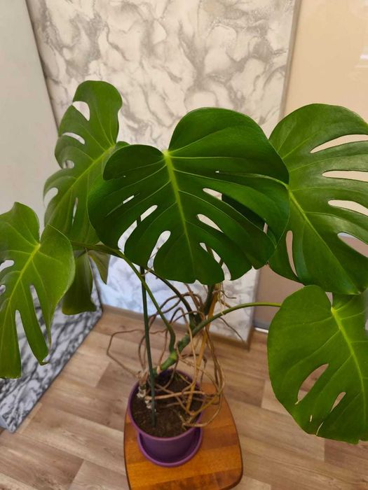 Монстера, 90 см. комнатные цветы