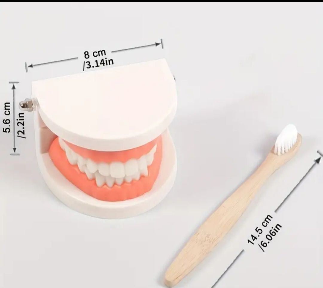 Модель зубов макет челюсти