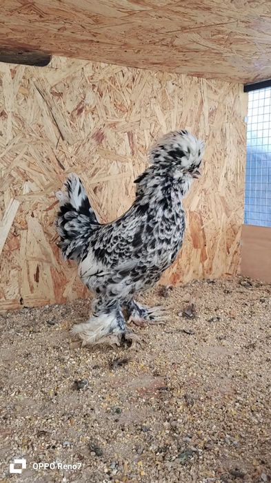 Kares joʻjalar sotiladi