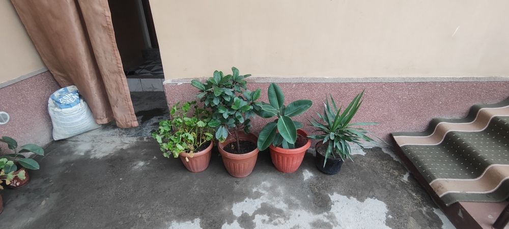 Gullar sotiladi optim va donalab