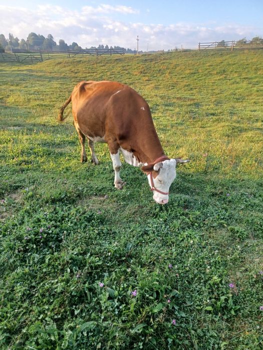 Vaca de vanzare  la a 4 fatare