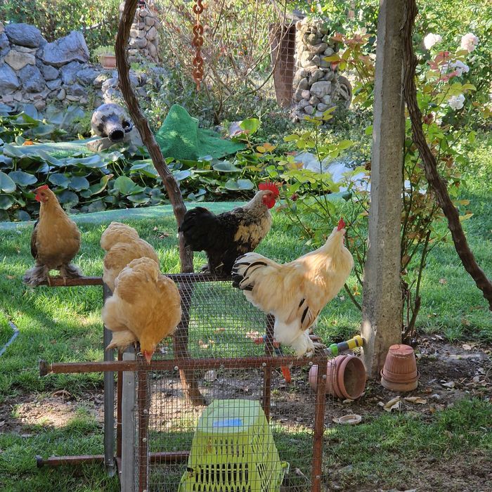Продавам кохини.