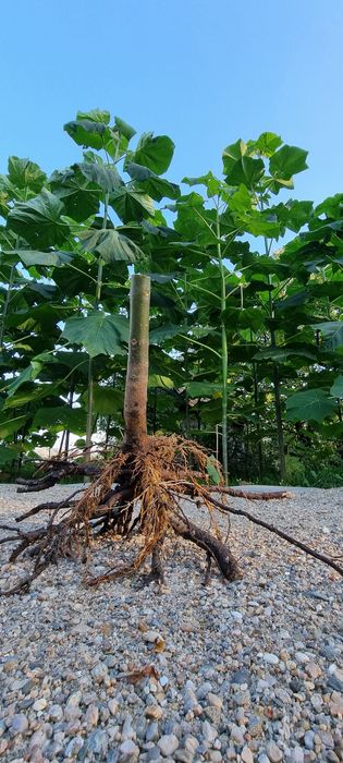Butas Paulownia Hibrid 9501
