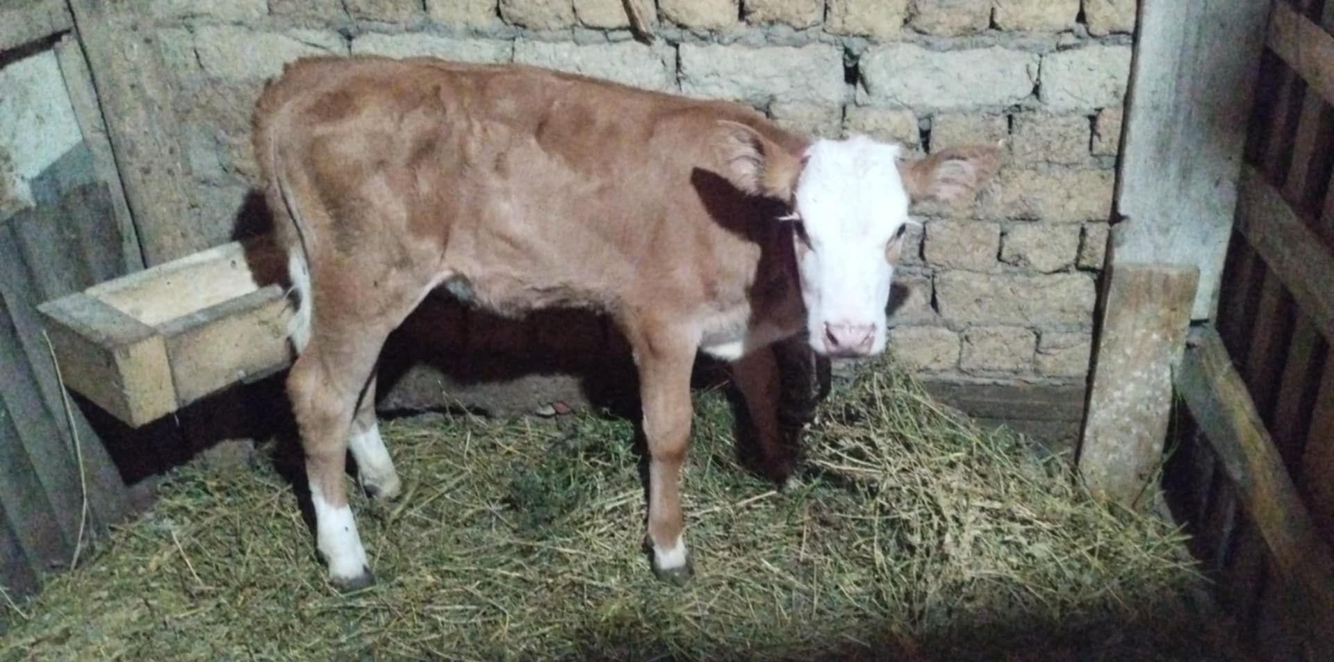 Vând       vițea