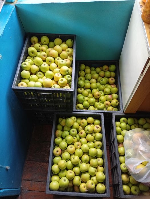 Продам яблоки.Золотое превосходное.