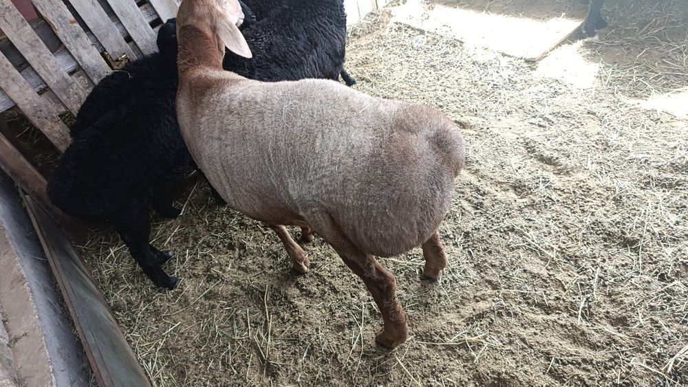 Продам порода арашан 5 месяцев