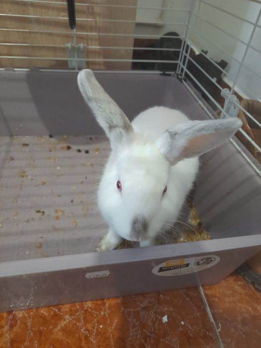 Vând iepure de casă cu tot cu cușcă