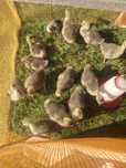 Boboci de gaste africane ( lesesti)
