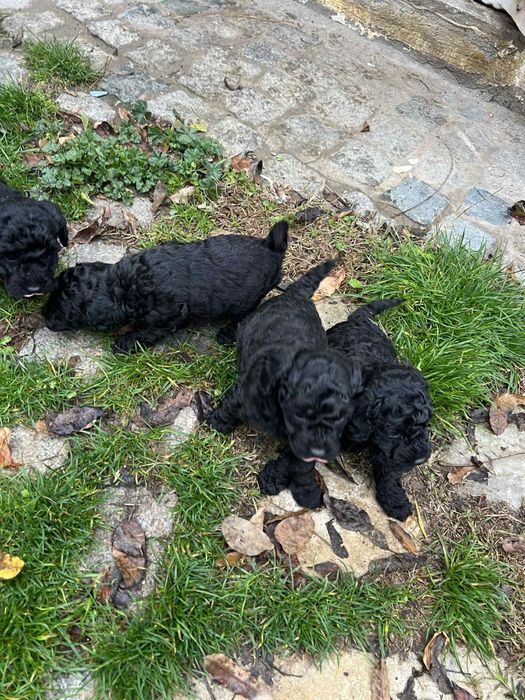 Мини пудел BLACK