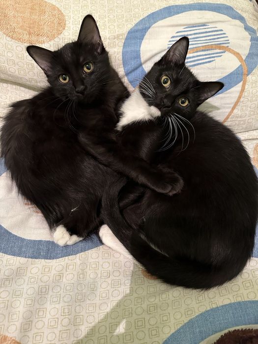 Пристраиваются котята девочки