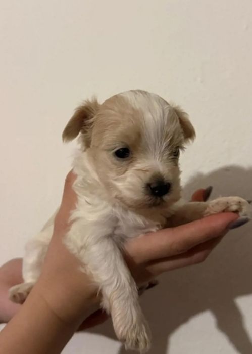 Bichon Havanez cu pedigree