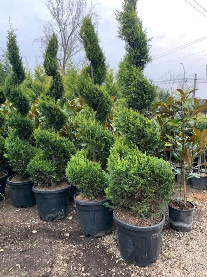 Tuia columnaris Smarald Pon pon spiral Buxus