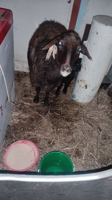 Ягненок с овцой. Мать и дитя