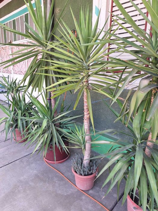 Yuka-floare la ghiveci