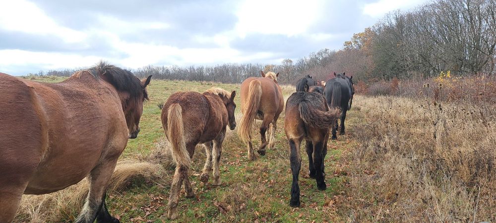 Manji armasari fratii !!