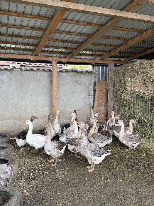 Vand gaste/rate sau schimb