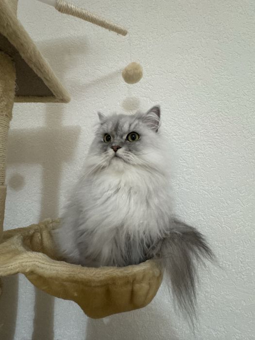 Donez pisica persana chinchilla