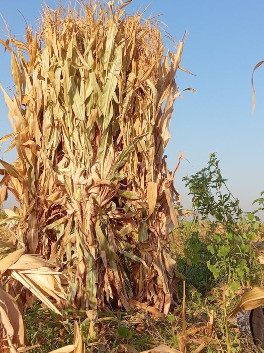 Жаксы сапалы жугерi дан