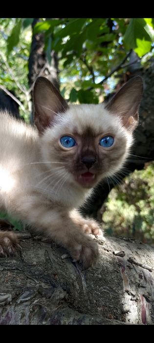 Котик снежного окраса