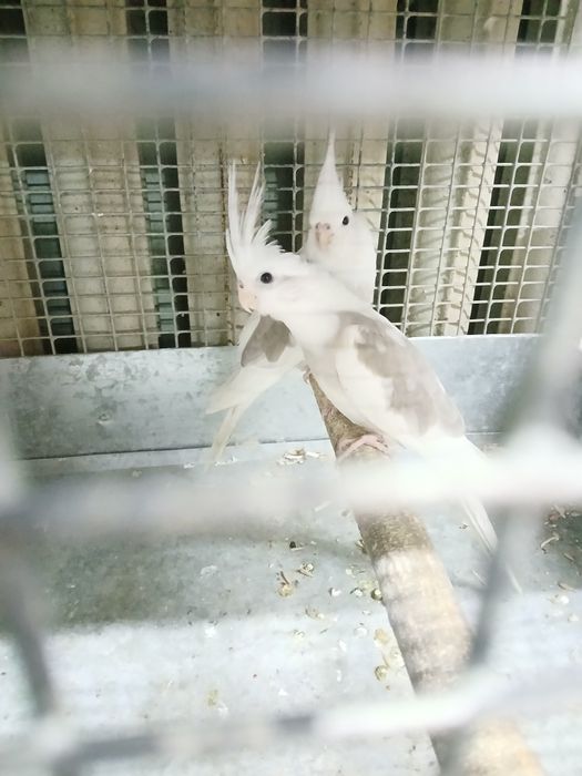 Продаётся Карелла