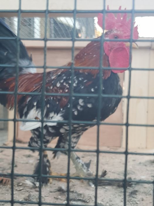 Cocoși pitici japonezi