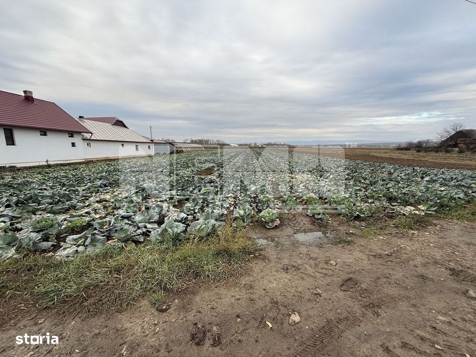 Teren 9.000 mp | Milișăuți | Intravilan | Front 38 m | 149.000 €