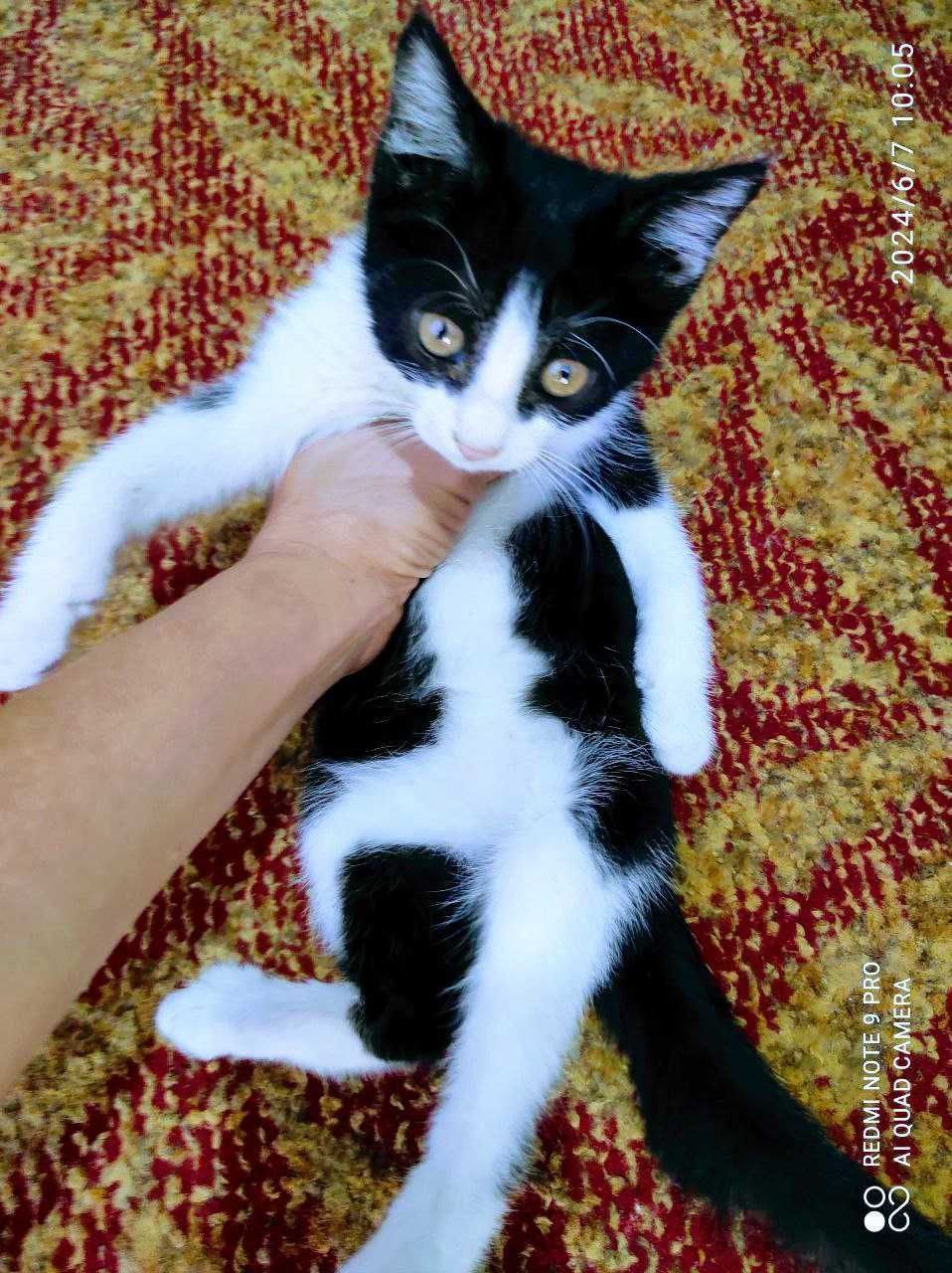Кошки и котята в Термезе