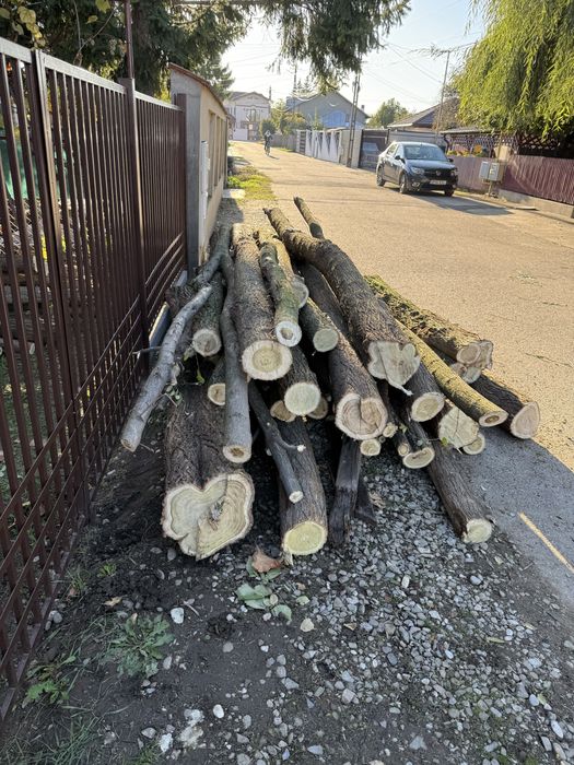 Vand lemne salcam de foc sau stalpi, bulumaci