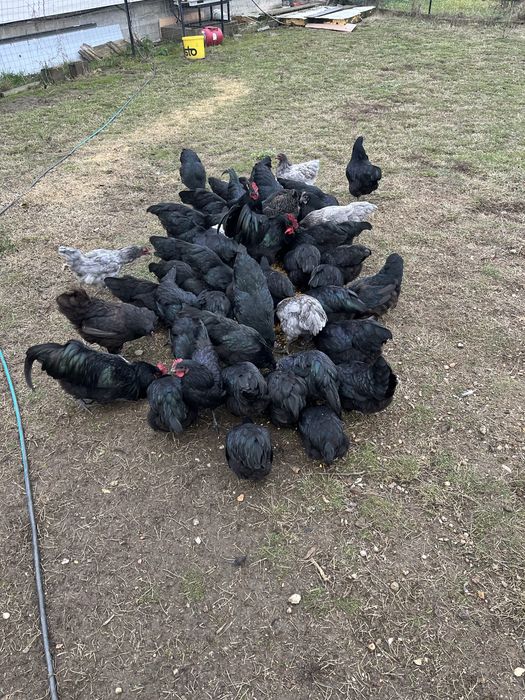 Vand  familie de gaini australorp.