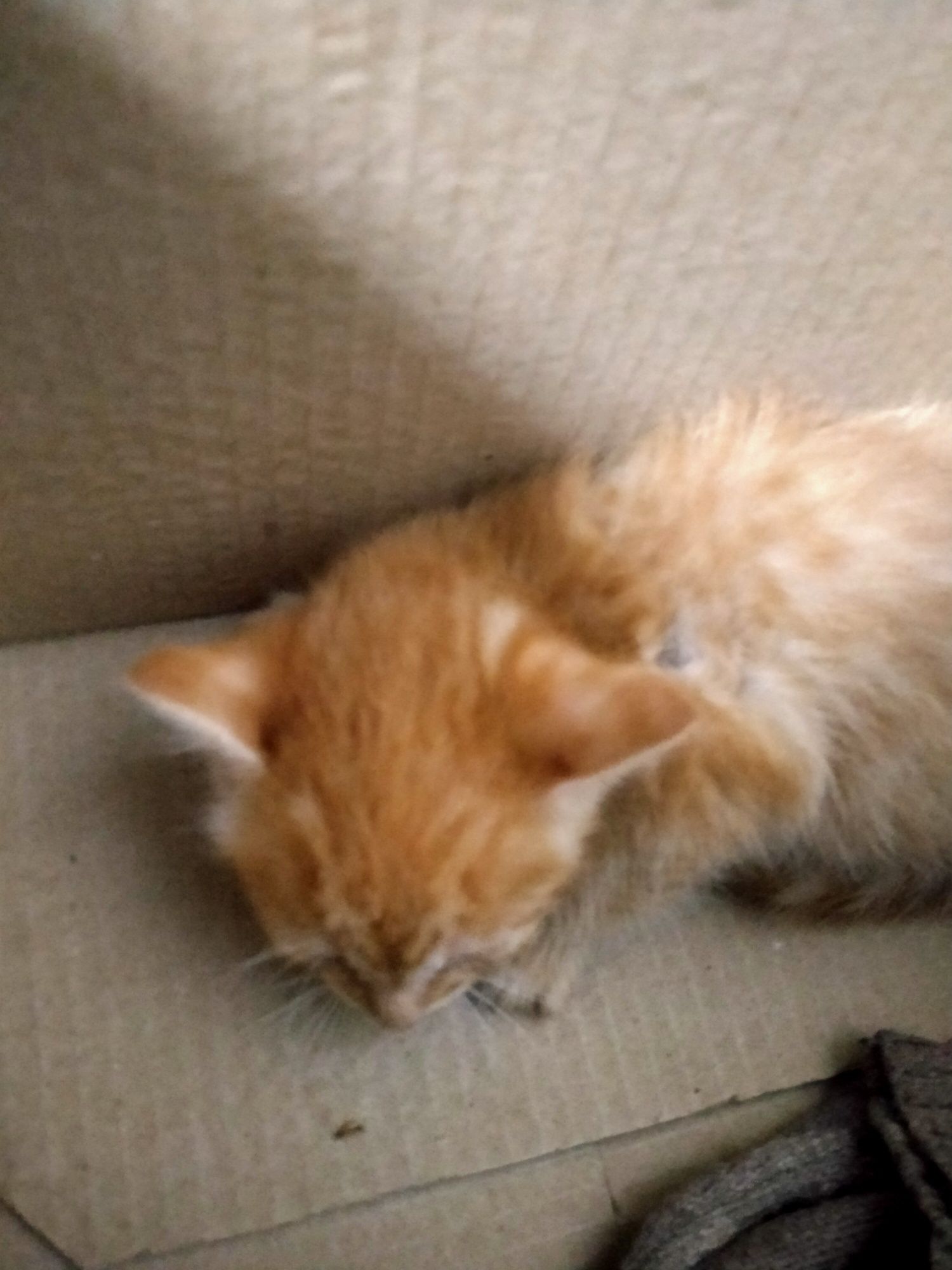Котята в добрые руки даром